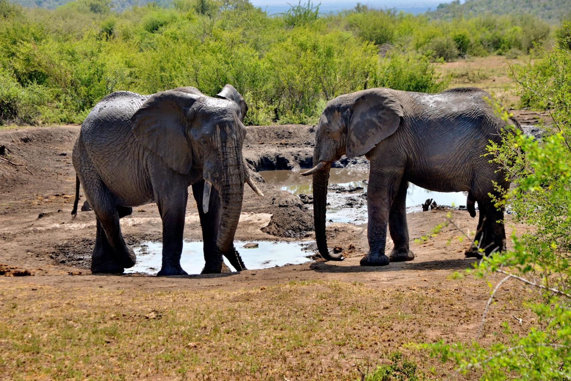 Motswiri Private Safari Lodge Madikwe Game Reserve Zewnętrze zdjęcie