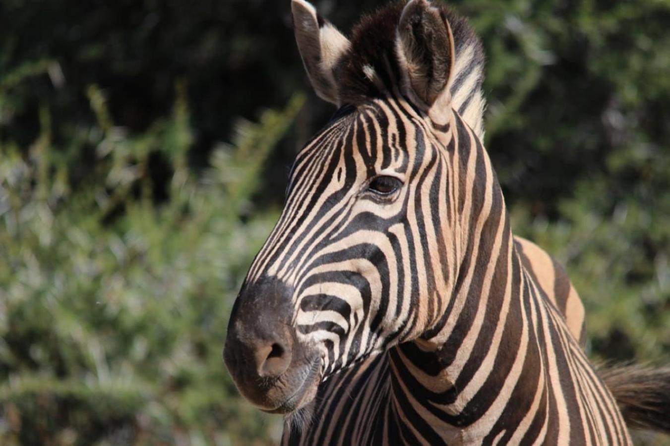 Motswiri Private Safari Lodge Madikwe Game Reserve Zewnętrze zdjęcie