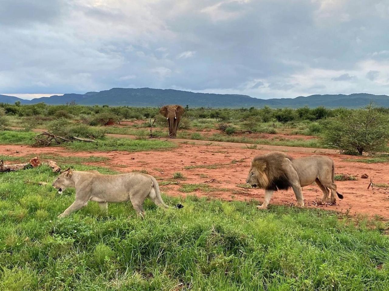 Motswiri Private Safari Lodge Madikwe Game Reserve Zewnętrze zdjęcie