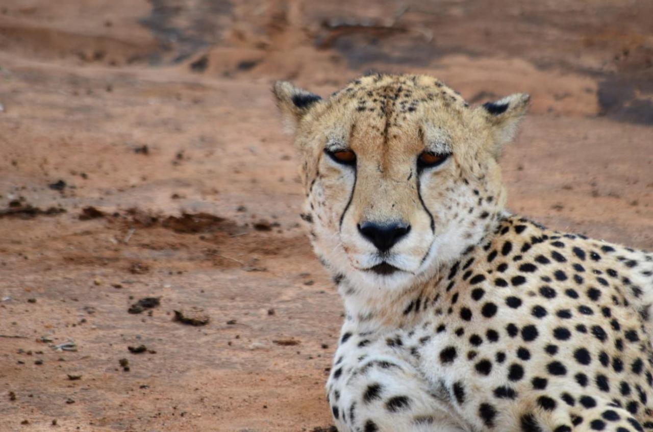 Motswiri Private Safari Lodge Madikwe Game Reserve Zewnętrze zdjęcie